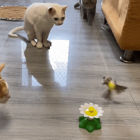 jouet chat colibri papillon