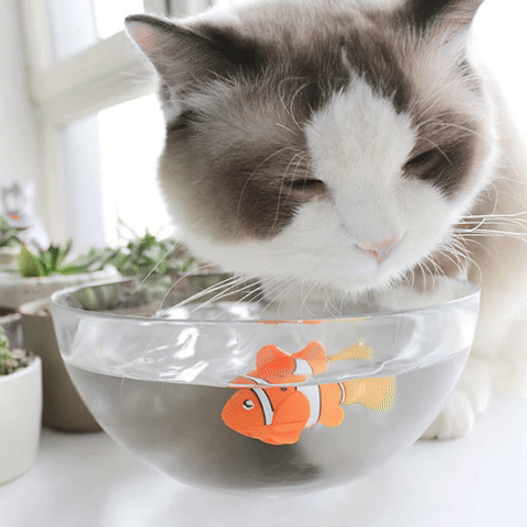 Jeu pour chat - Piscine