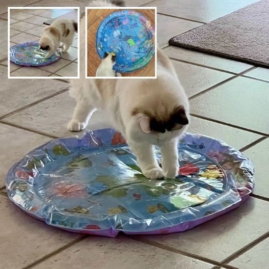 jouet chat tapis eau
