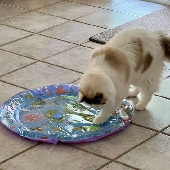 jouet tapis chat eau